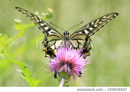 燕尾蝴蝶（燕尾蝴蝶）從薊花吸取花蜜 109939887