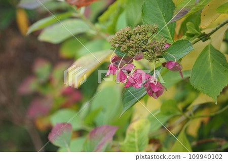 Hydrangea in autumn 109940102