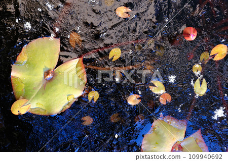 Water lilies frozen in the freezing cold 109940692