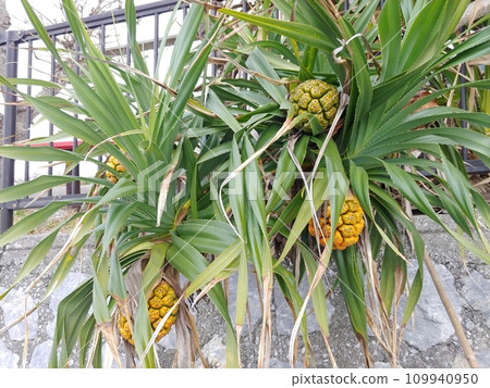 Okinawa Motobu Town Bisezaki 5 Adan 109940950