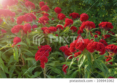Red crested cockscomb (Celosia argentea var. cristata) growing in a tropical garden. Red crested cockscomb (Celosia argentea var. cristata) growing in a tropical garden. 109941062