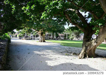 竹富島瀨茂地宇瀧的大樹 竹富島瀨茂地宇瀧的大樹 109943279