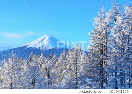 山梨縣，冬天的富士山 109943365