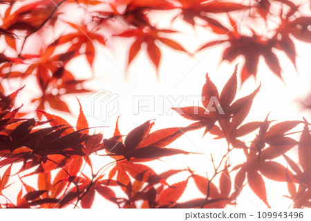 Fluffy maple 109943496