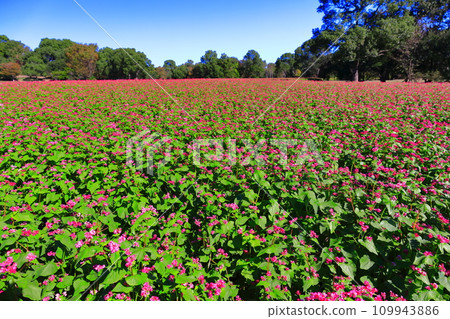 [Saga Prefecture] Clear sunny red buckwheat field at Yoshinogari Historical Park 109943886