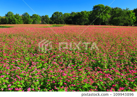 [Saga Prefecture] Clear sunny red buckwheat field at Yoshinogari Historical Park 109943896