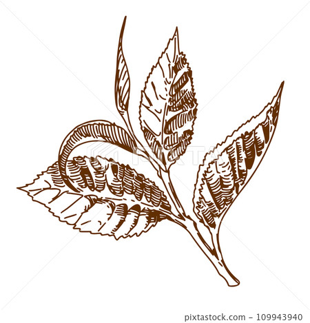 Tea leaf Hand drawn vector illustration 109943940