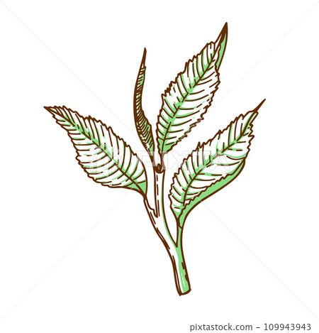 Vector tea leaves on a white background 109943943