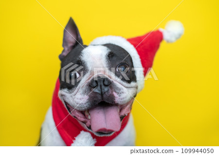 happy and cheerful Boston Terrier dog in a Santa Claus hat and a red scarf smiles positively and sticks out his tongue on a yellow background. The concept of New Year and Christmas 109944050