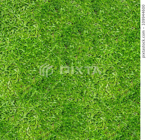 Trampled green grass close-up view from above Trampled green grass close-up view from above 109944600