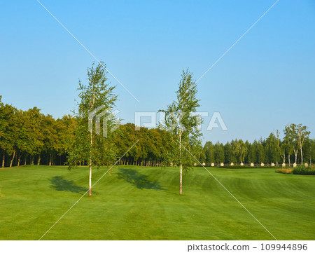 Green golf course field and two slender birch trees 109944896