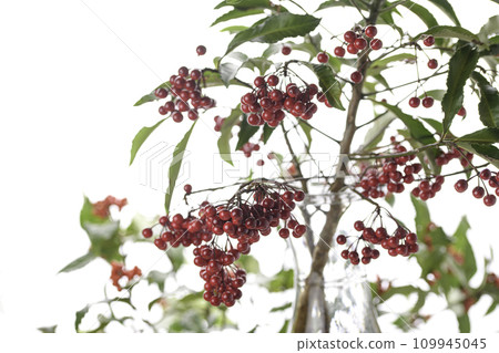 Winter Red manryo fruit (Manryo) Winter, December 109945045