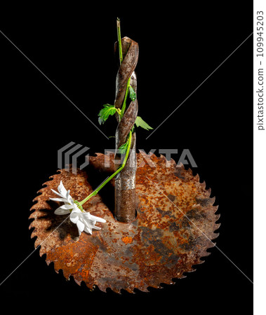 Composition with old rusty circular saw blade and white chamomile Composition with old rusty circular saw blade and white chamomile 109945203
