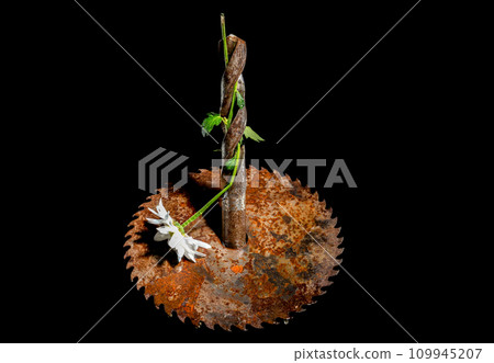 Composition with old rusty circular saw blade and white chamomile 109945207