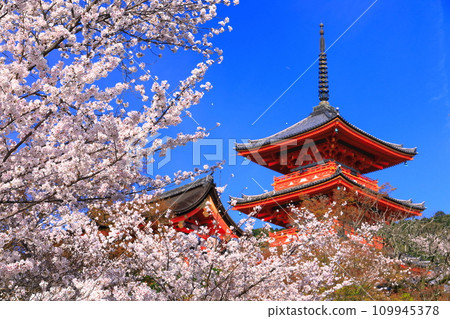 [Kyoto Prefecture] Kiyomizu-dera three-storied pagoda and cherry blossoms in full bloom 109945378