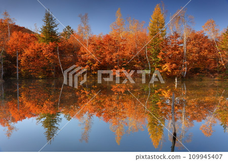 Azumi Suzuran, Matsumoto City, Nagano Prefecture, Norikura Kogen Ichinoseenchi, a water mirror of autumn leaves reflected on the water surface of Maime Pond in the early morning Azumi Suzuran, Matsumoto City, Nagano Prefecture, Norikura Kogen Ichinoseenchi, a water mirror of autumn leaves reflected on the water surface of Maime Pond in the early morning 109945407