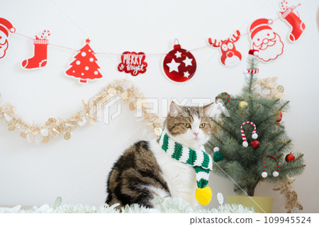 winter holiday and cat concept with scottish cat wear silk scarf and play with pine and christmas tree decorate background winter holiday and cat concept with scottish cat wear silk scarf and play with pine and christmas tree decorate background 109945524