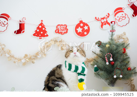 winter holiday and cat concept with scottish cat wear silk scarf and play with pine and christmas tree decorate background 109945525