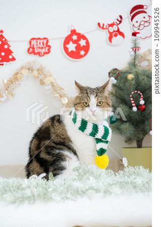 winter holiday and cat concept with scottish cat wear silk scarf and play with pine and christmas tree decorate background winter holiday and cat concept with scottish cat wear silk scarf and play with pine and christmas tree decorate background 109945526
