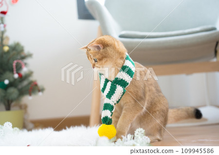 winter holiday and cat concept with british cat wear silk scarf and play with pine and christmas tree decorate background 109945586