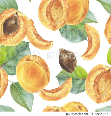 Apricot Watercolor seamless Pattern. Botanical illustration of Fruit. Hand drawn nature ornament on isolated background. Drawing of sweet summer food. Painting of plant for fabric design Apricot Watercolor seamless Pattern. Botanical illustration of Fruit. Hand drawn nature ornament on isolated background. Drawing of sweet summer food. Painting of plant for fabric design 109945633