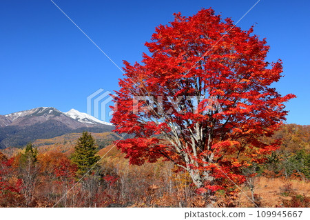 長野縣松本市 Azumi Suzuran 一之仙地的秋季大乘鞍楓和白雪皚皚的乘鞍山 長野縣松本市 Azumi Suzuran 一之仙地的秋季大乘鞍楓和白雪皚皚的乘鞍山 109945667
