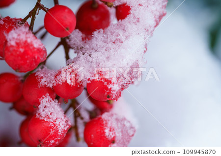 Nanten fruit turns red in winter Nanten fruit turns red in winter 109945870