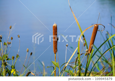 伽瑪美惠子公園 109945879