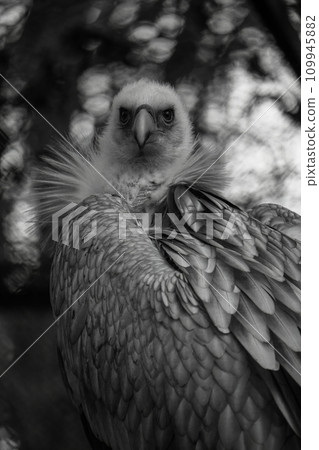 Himalayan vulture close-up portrait. Himalayan vulture close-up portrait. 109945882