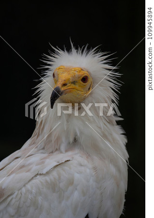 The Egyptian vulture (Neophron percnopterus) The Egyptian vulture (Neophron percnopterus) 109945894