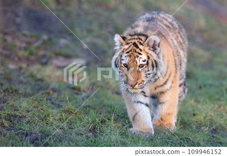 Junior amour tiger on the green grass Junior amour tiger on the green grass 109946152