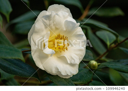 茶花 茶花 109946240