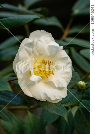 camellia camellia 109946241