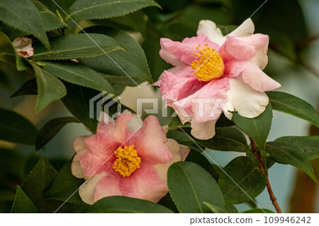 camellia camellia 109946242