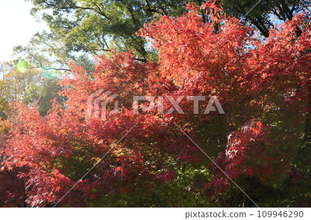 Bright autumn leaves Bright autumn leaves 109946290