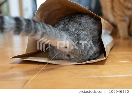 紙袋裡的貓 Sabatra cat 109946320