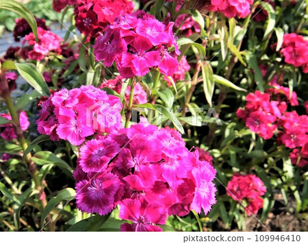 The flowers that bloom from late spring to early summer are spectacular even though they are small flowers. 109946410