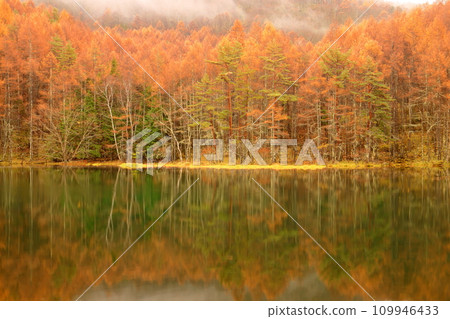 Toyohira Okutateshina, Chino City, Nagano Prefecture. A water mirror of autumn leaves reflected on the surface of Mishaka Pond in the early morning mist. 109946433