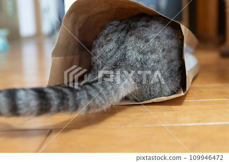 Cat in a paper bag Sabatra cat Cat in a paper bag Sabatra cat 109946472