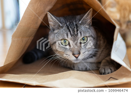 紙袋裡的貓 Sabatra cat 109946474