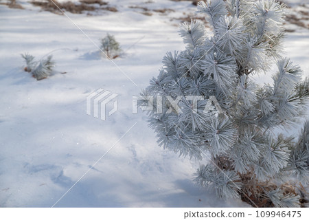 冬季風光 109946475