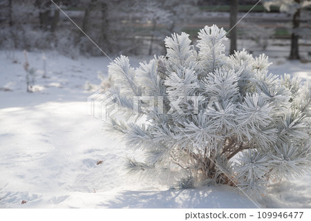 Winter scenery 109946477