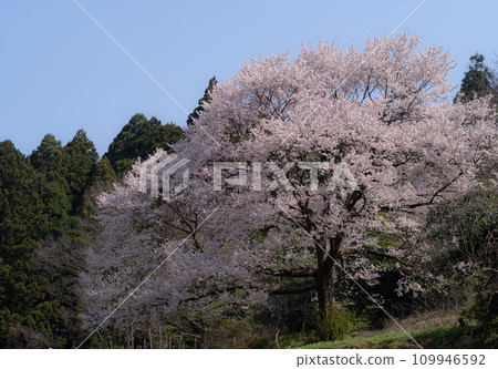 Cherry tree in full bloom Cherry tree in full bloom 109946592
