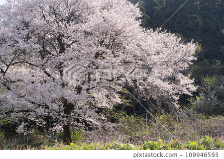 Cherry tree in full bloom  109946593
