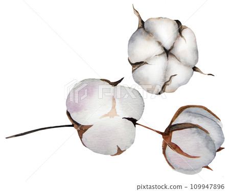 Handpainted watercolor dried cotton flower, Bohemian wedding illustration element Handpainted watercolor dried cotton flower, Bohemian wedding illustration element 109947896