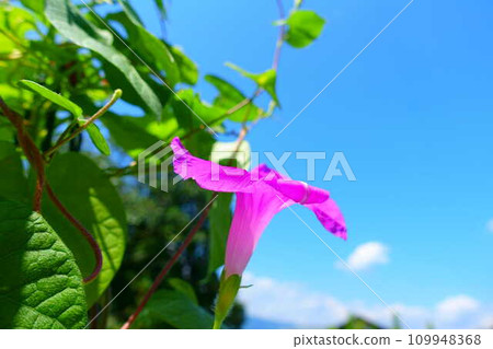 牽牛花牽牛花牽牛花 109948368