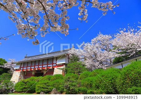 [Kyoto Prefecture] Fushimi Momoyama Castle under fine weather and cherry blossoms in full bloom (Otemon) 109948915