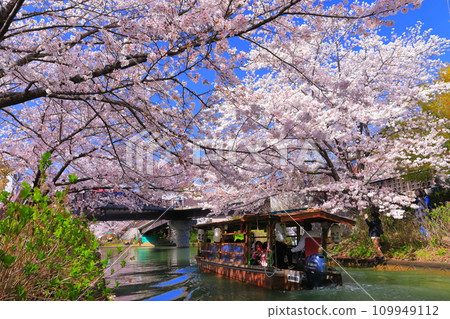 【京都府】伏見十國船晴好櫻花盛開 109949112
