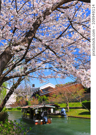 【京都府】伏見十國船晴好櫻花盛開 【京都府】伏見十國船晴好櫻花盛開 109949114