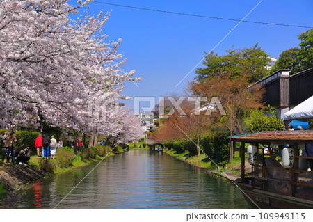 [Kyoto Prefecture] Fushimi Port in fine weather and cherry blossoms in full bloom (Fushimi Jukkokubune) 109949115